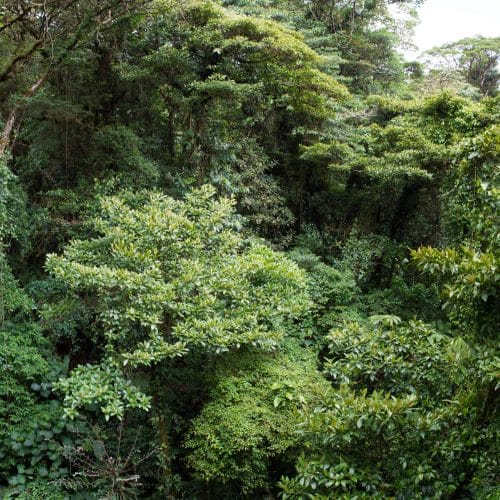 Cloud Forest Costa Rica - Ionaka Travel