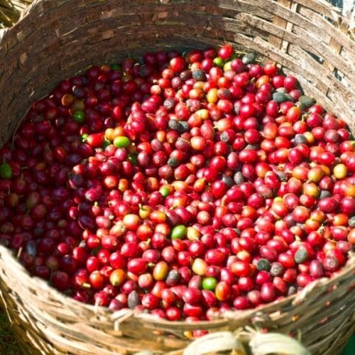 Coffee & Cacao Experiences