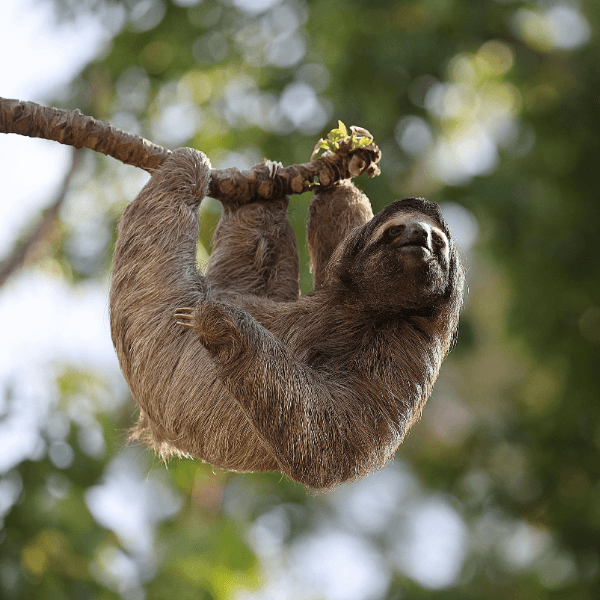 National Park & Wildlife Tours - IONAKA Travel