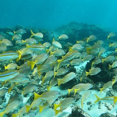Snorkelling at Caño Island