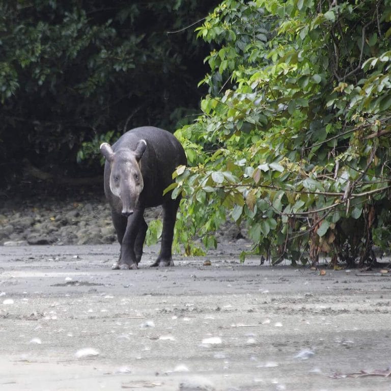 Corcovado National Park - photo 5