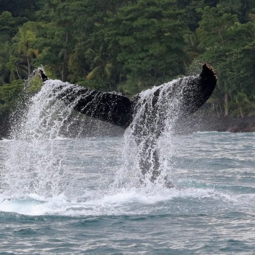 Dolphin & Whale Watching Tour