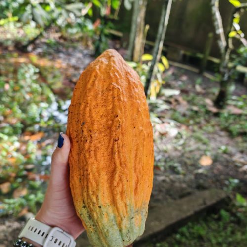 Ripe orange cacao pod held in hand, Sarapiquí