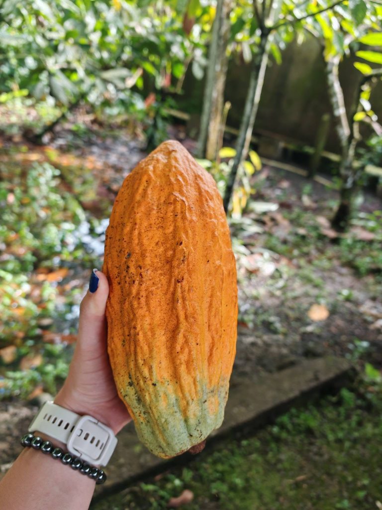 The Best Chocolate Tour — Cacao Farm in Chilamate, Sarapiquí — photo 3