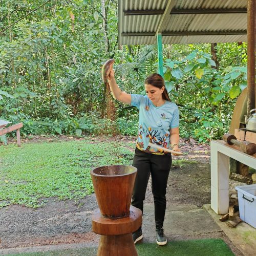 Grinding cacao with a traditional wooden mortar