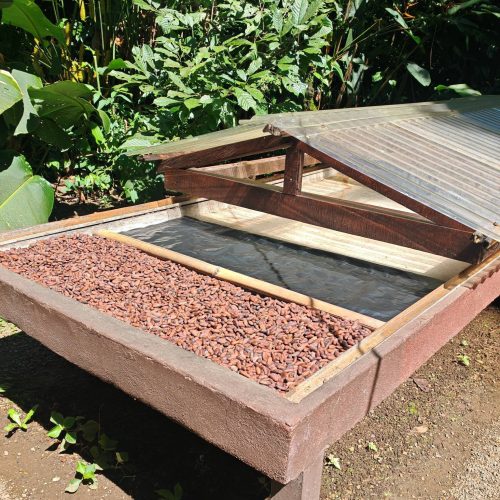 Cacao beans drying on a wooden drying box