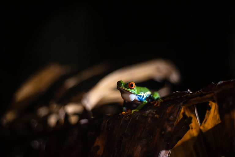 Tortuguero National Park - photo 4