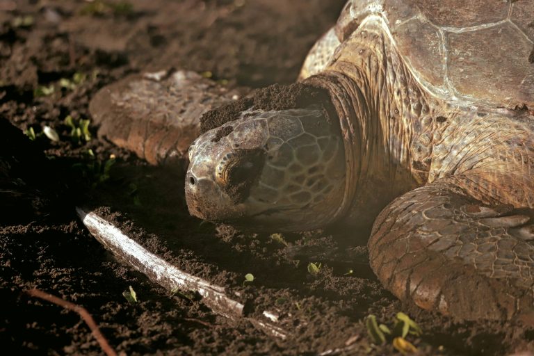 Tortuguero National Park - photo 5
