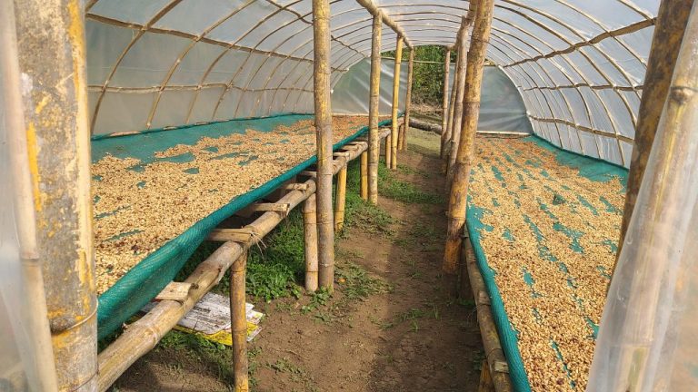 Coffee, Banana & Vanilla Farm Tour — Botón de Oro, Turrialba — photo 2