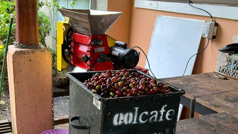 Coffee, Banana & Vanilla Farm Tour — Botón de Oro, Turrialba — photo 3