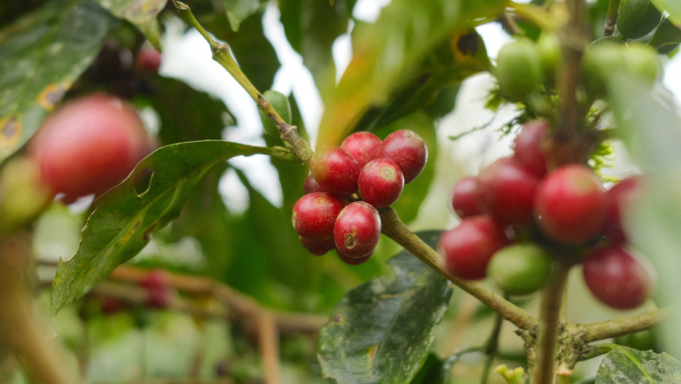 Coffee, Banana & Vanilla Farm Tour — Botón de Oro, Turrialba — photo 4