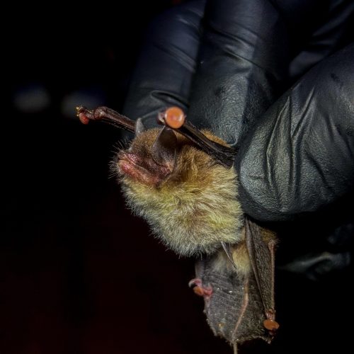 Tirimbina Bat Tour