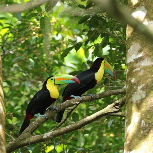Tirimbina Bird Watching Tour