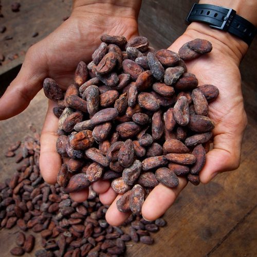 Tirimbina Chocolate Tour